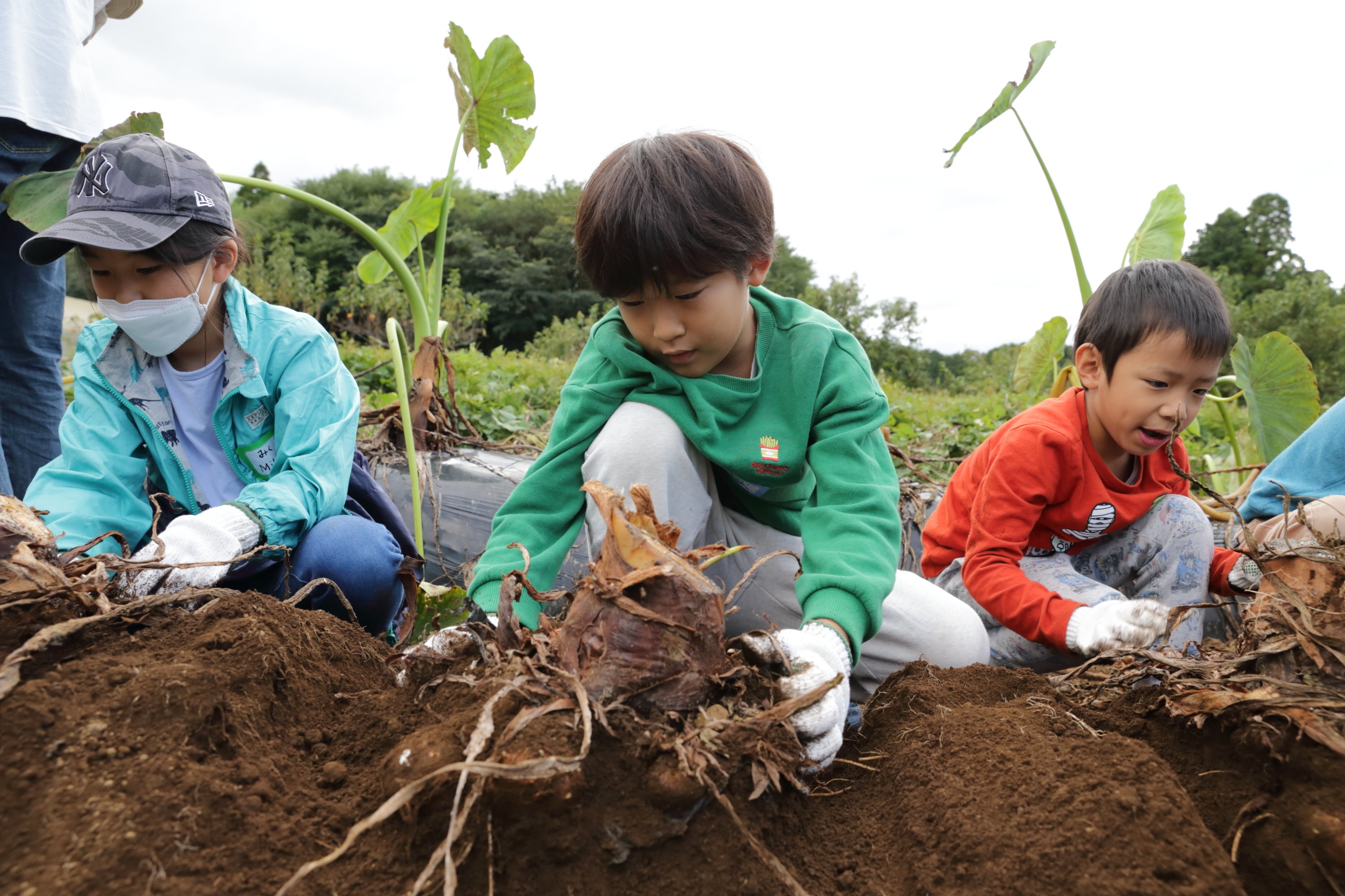 一生懸命に土を掘り野菜を収穫