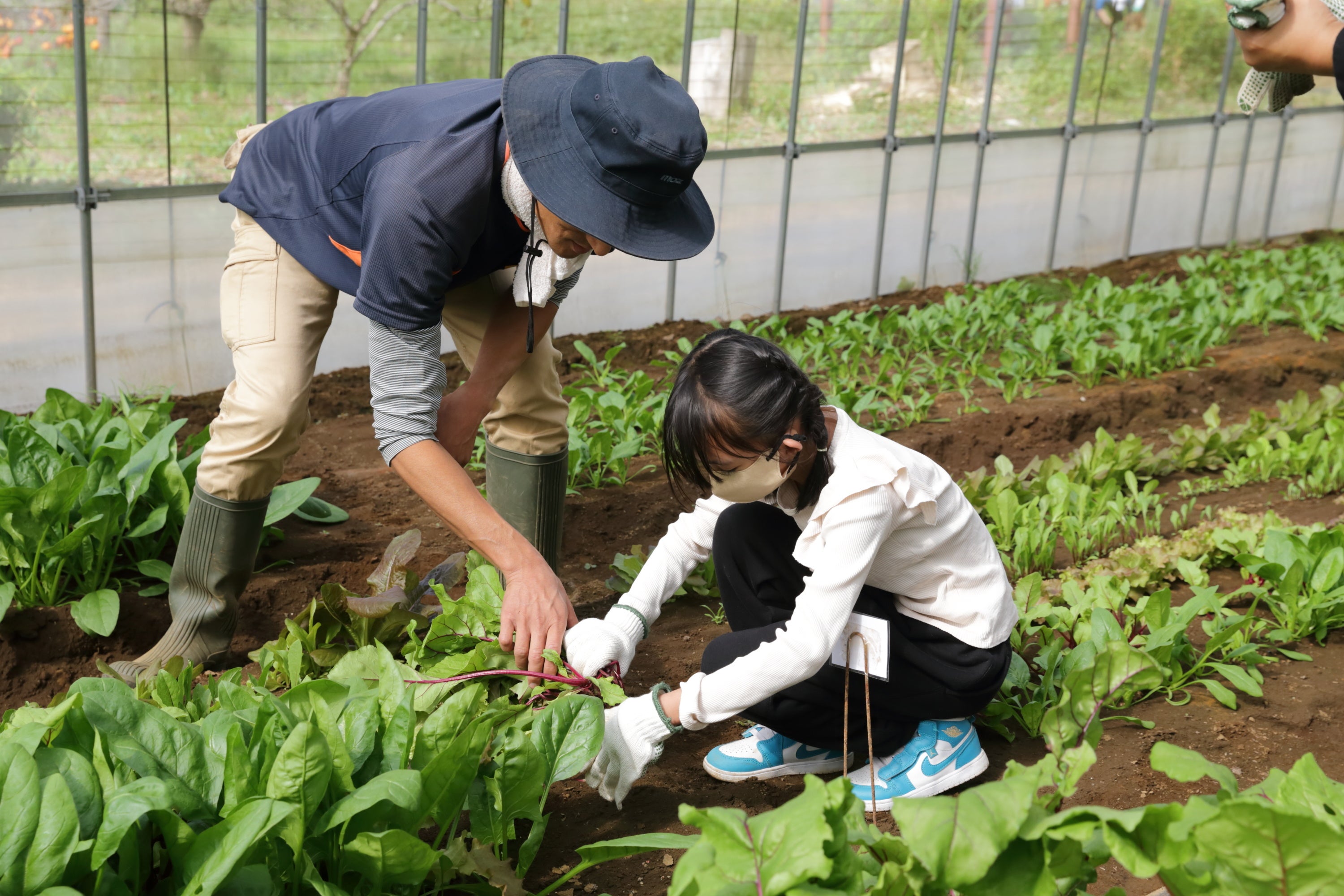 収穫方法を教わりながら収穫体験