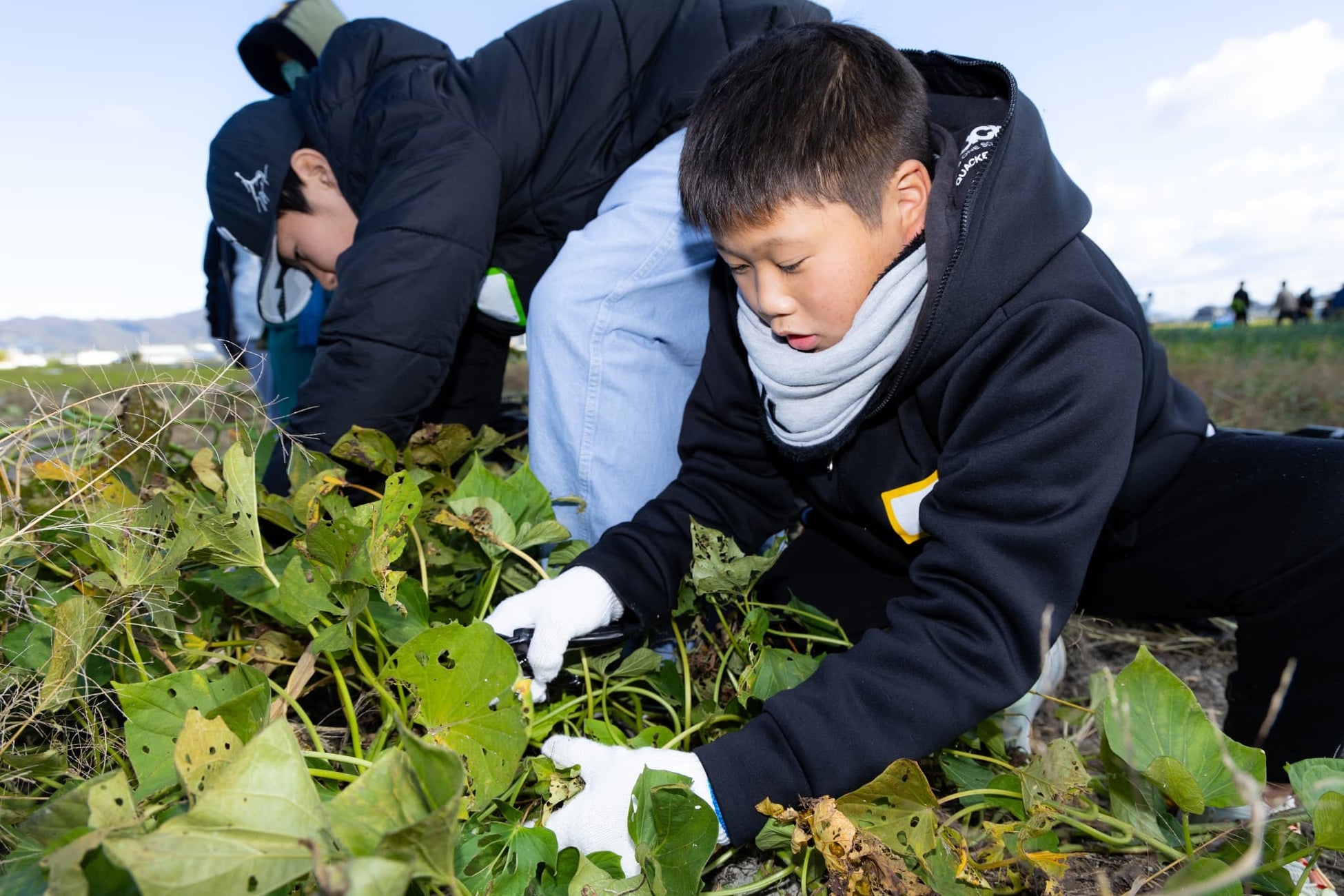 一生懸命に土を掘り野菜を収穫