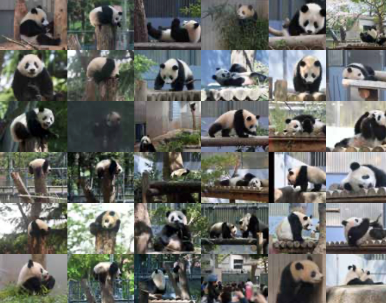 ※「９２０日シャンシャン写真展」（２０２３年２月実施）