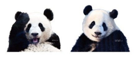 ↑「シャオシャオ」「レイレイ」２枚セット