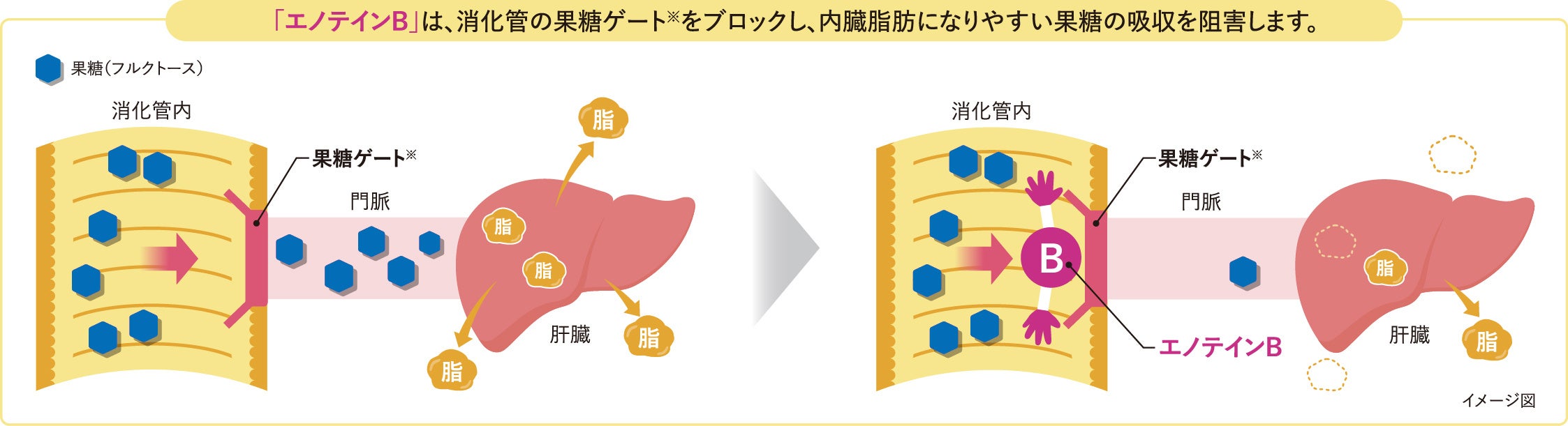 果糖ページ 果糖の吸収抑制に着目。世界初※1エノテインBがおなかの脂肪と