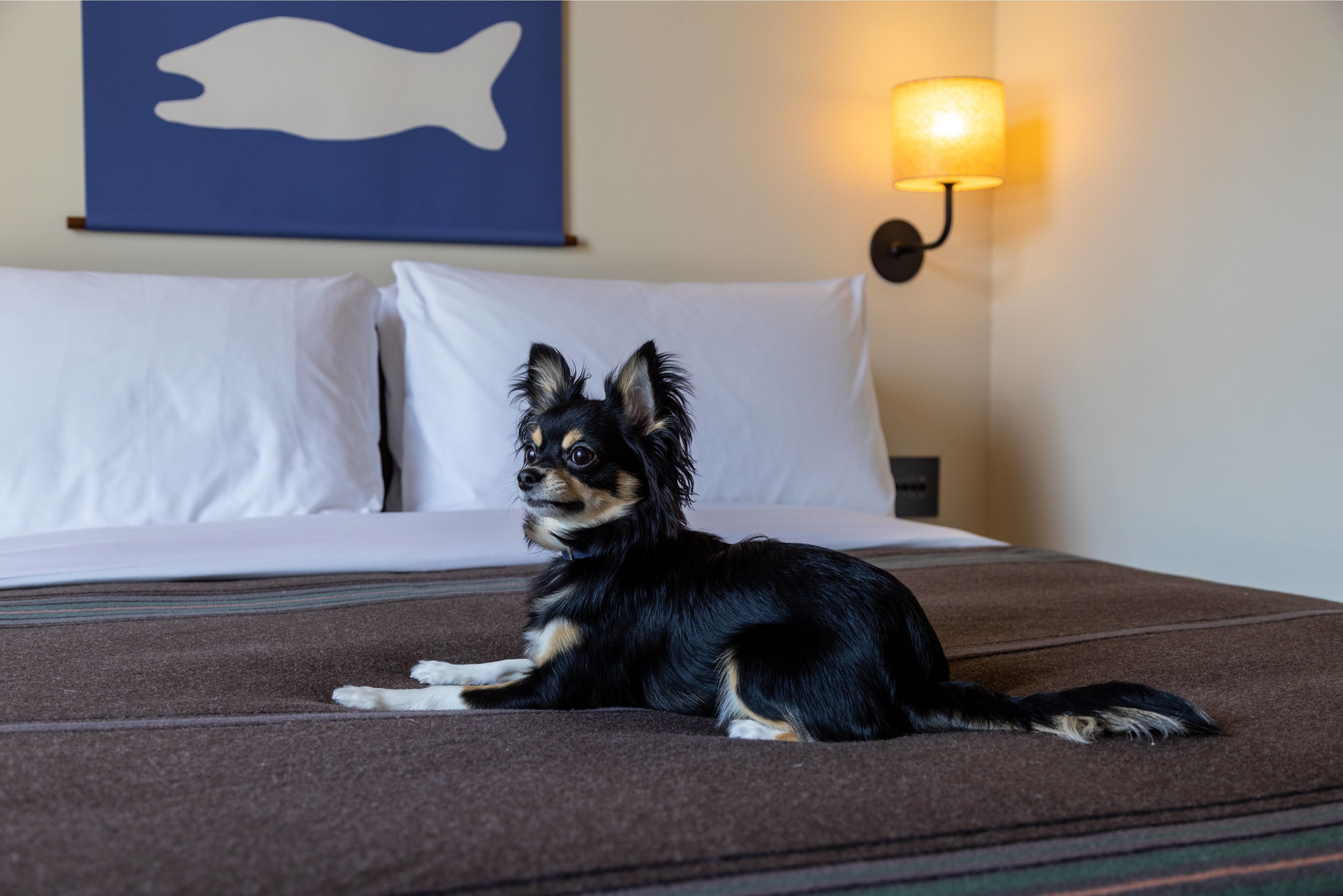 ドッグプレンドリープラン