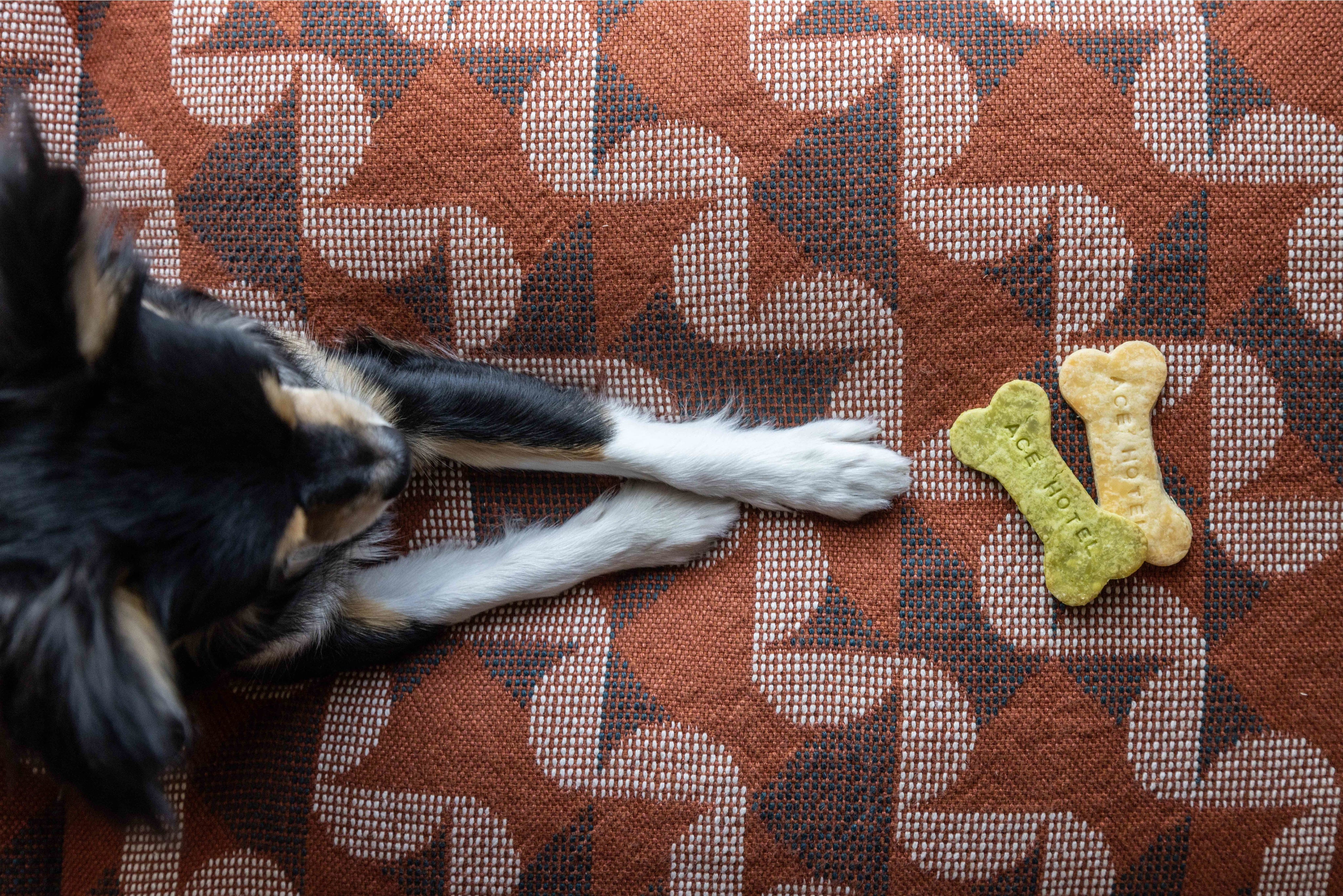 ドッグプレンドリープラン