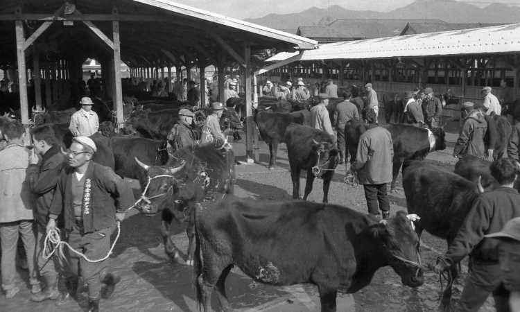 市営家畜市場の様子（昭和36年撮影）