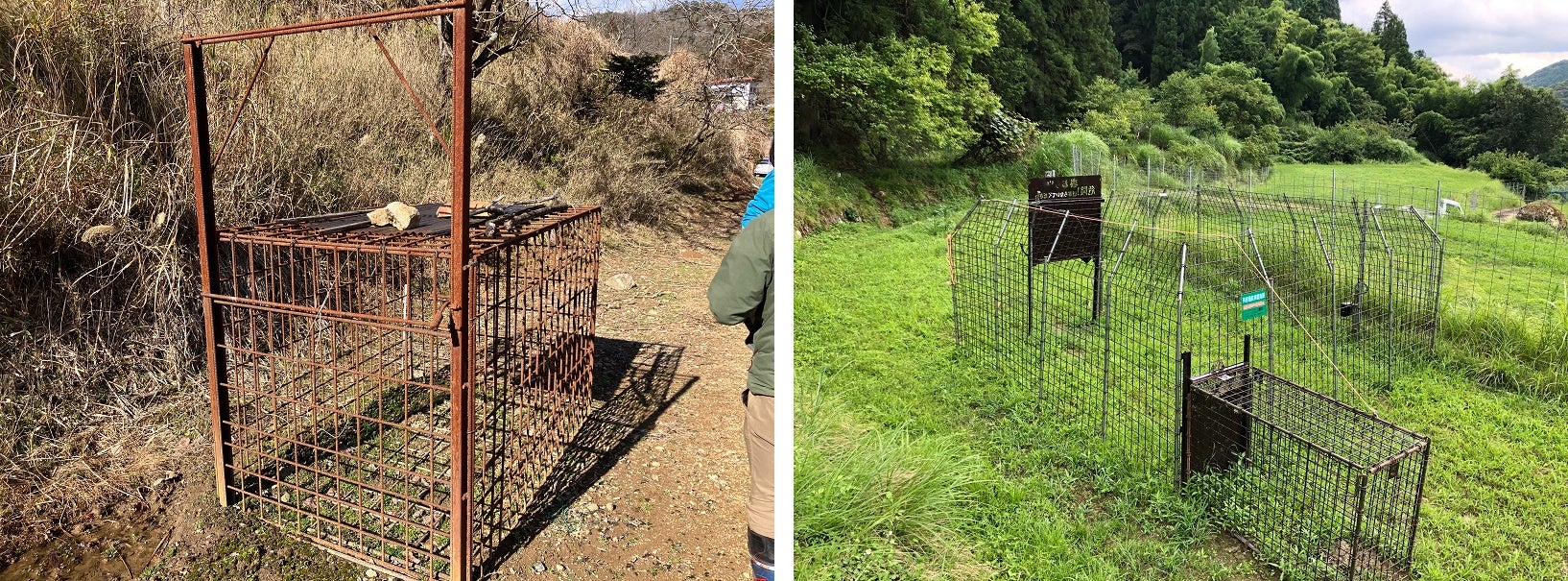 左：従来のわな　右：現行のICTわな　※今回の研究では、新たなICTわなの開発をめざします