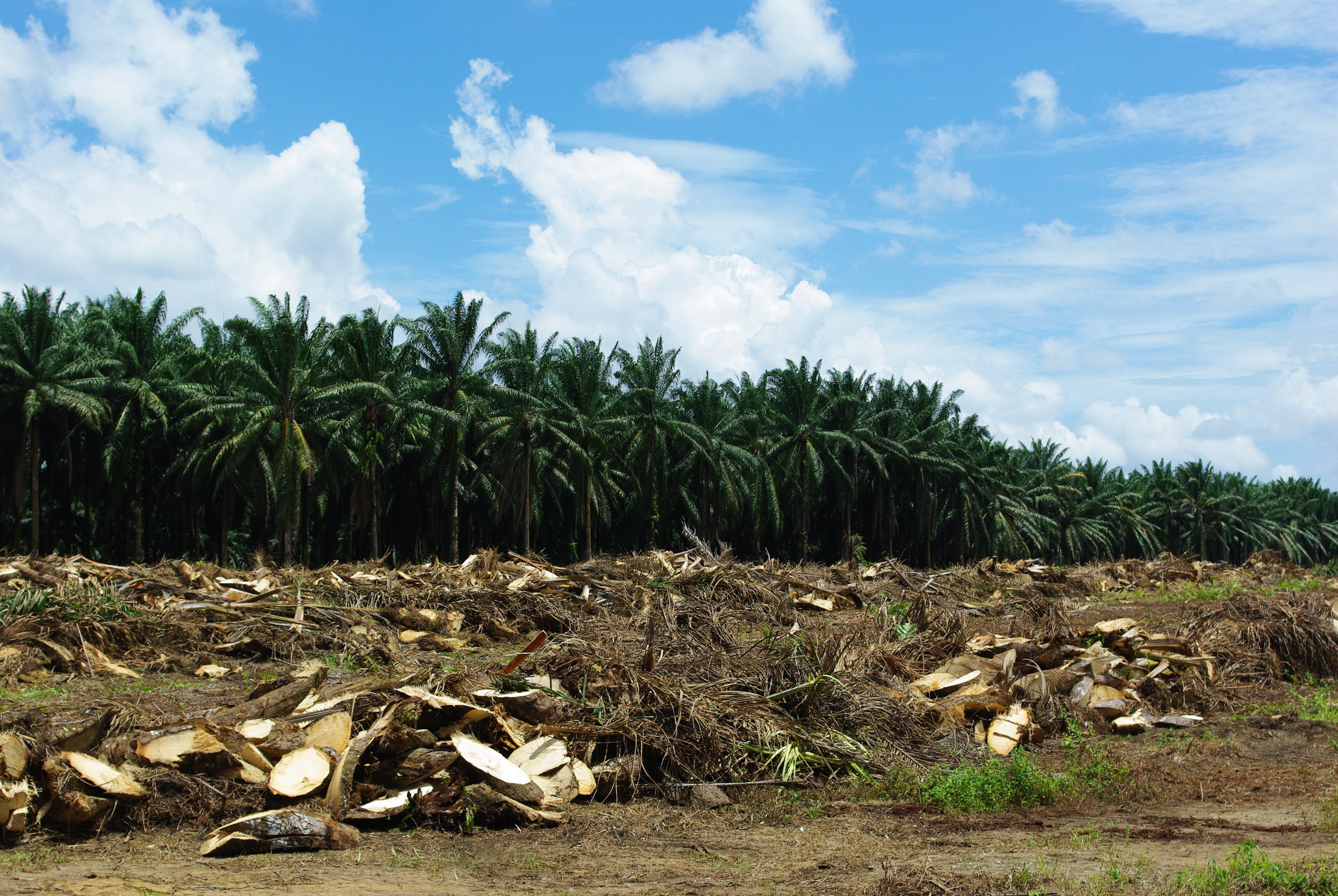 廃材となったアブラヤシ (国立研究開発法人国際農林水産業研究センター(国際農研) 提供)