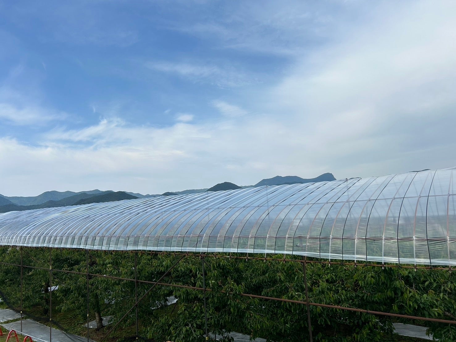果樹園ビューラウンジからの眺め東側 さくらんぼが見えます