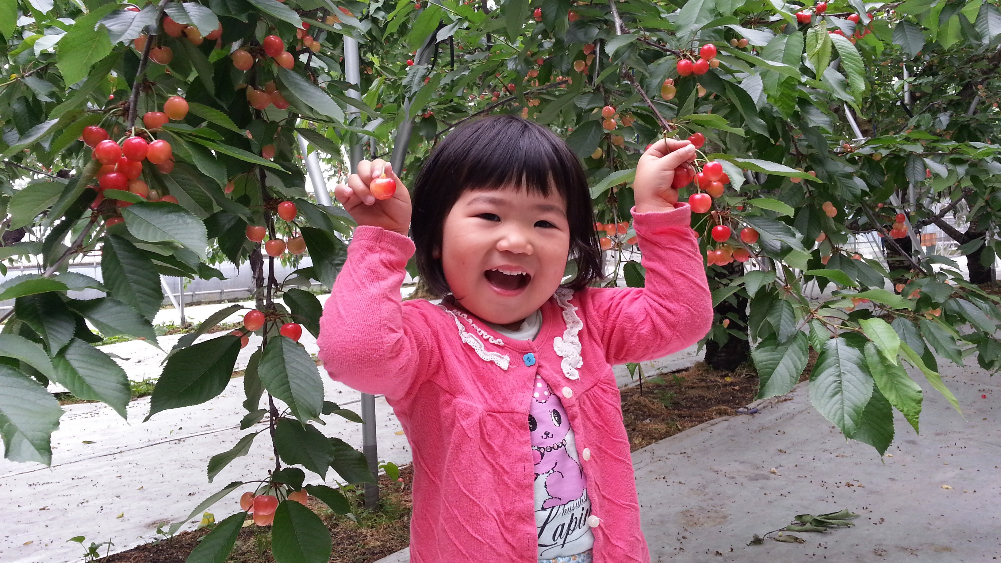 さくらんぼ狩りの様子