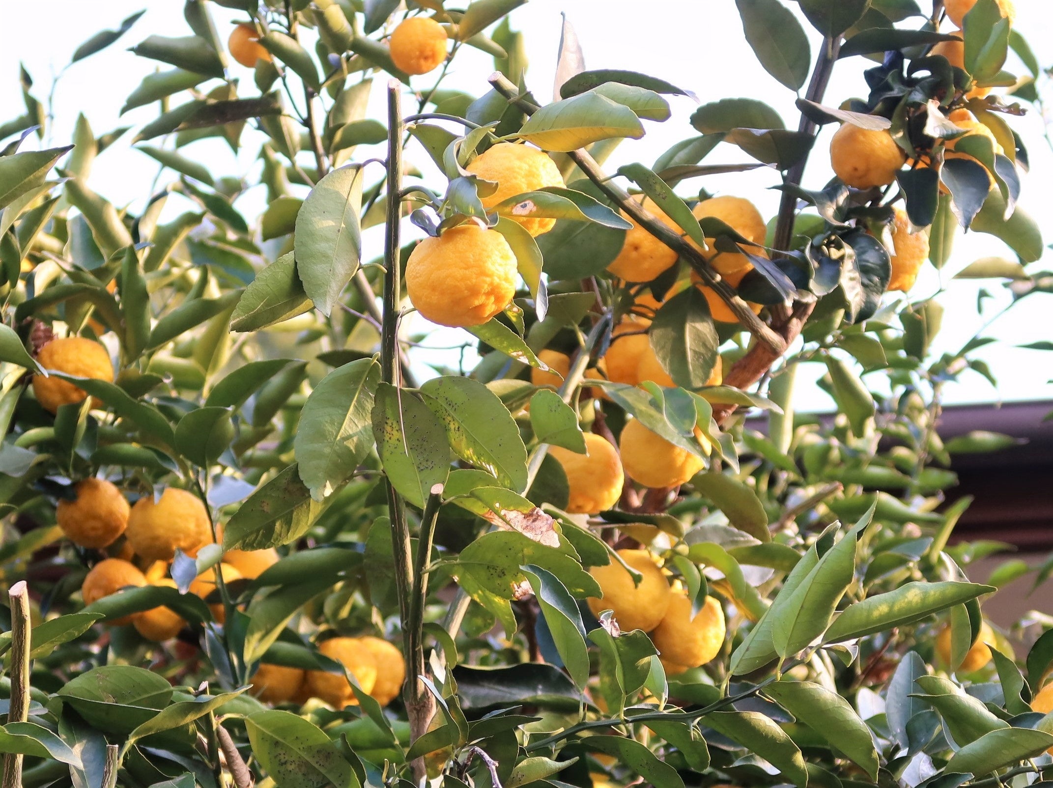 自由学園のキャンパスの柚子の木