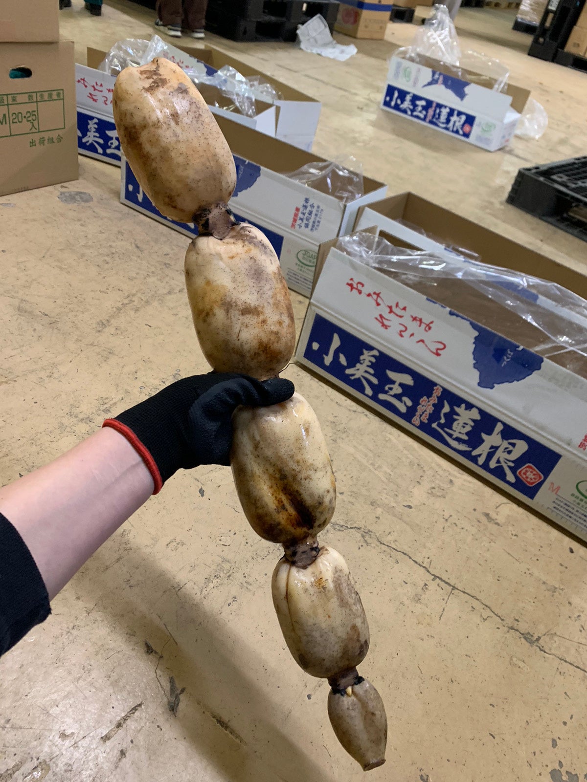 規格外の特大れんこん