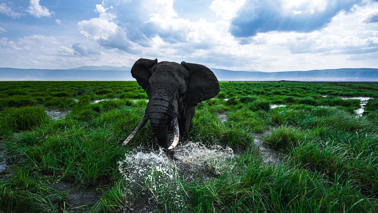 代表講師横田が2021年にアフリカでFPV撮影した動物