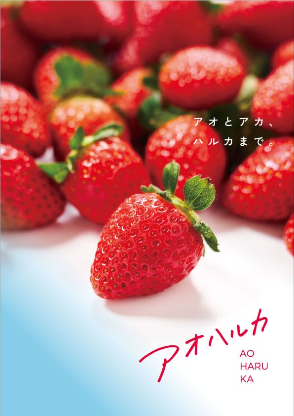 青木商店と農研機構が新品種を共同育成 オリジナルいちご