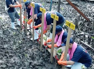 200本のマングローブを植樹する様子