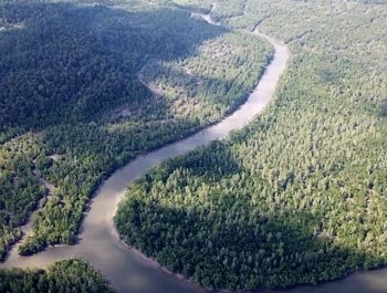 エビの養殖地である インドネシア カリマンタン島
