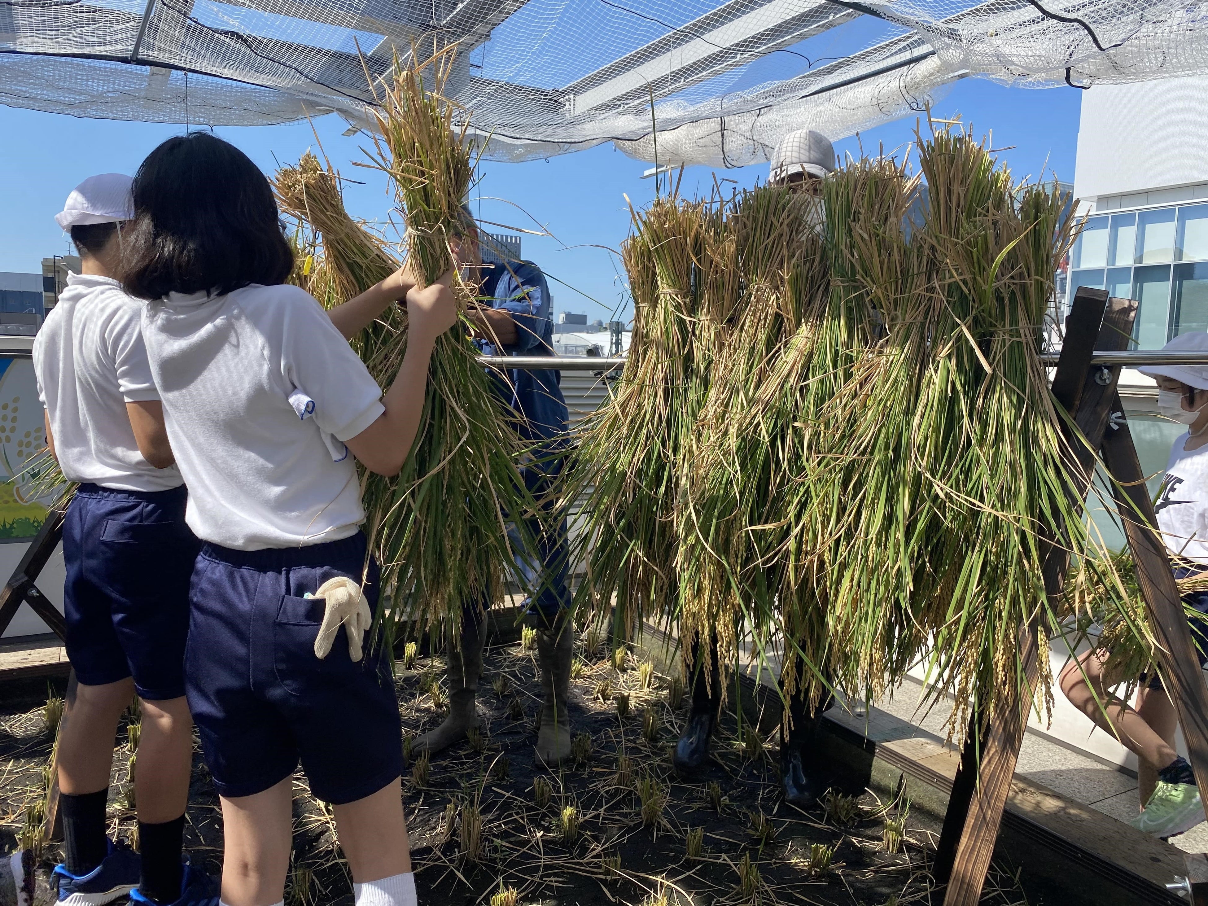 9月　稲刈り・はさ掛け