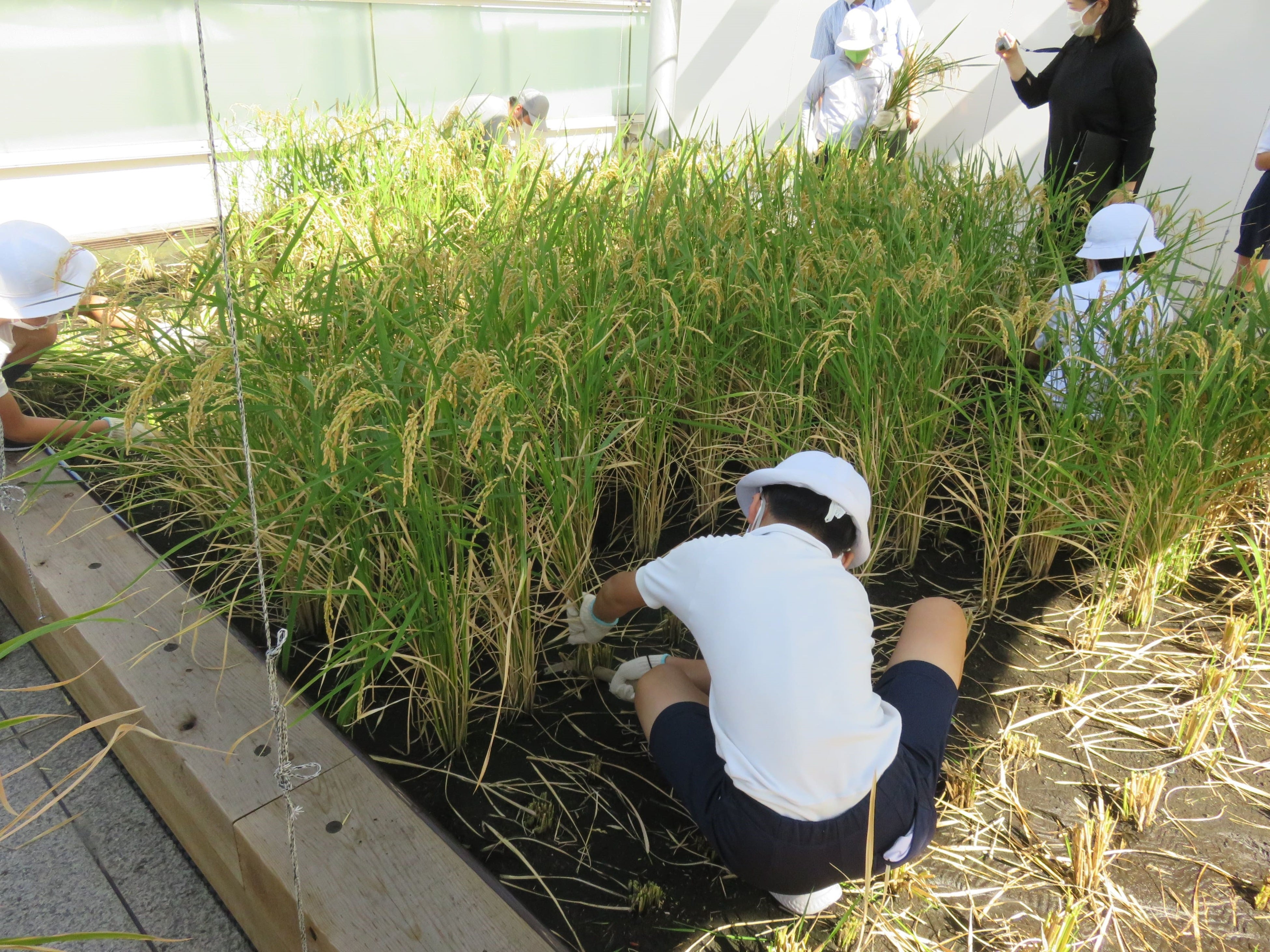 9月　稲刈り・はさ掛け