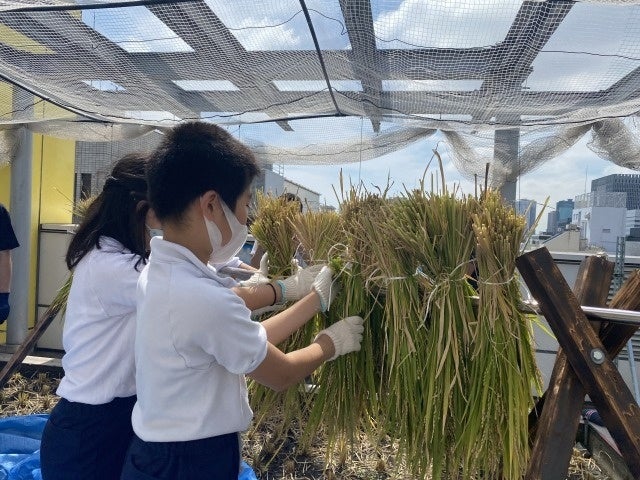 9月　稲刈り後「はざかけ」