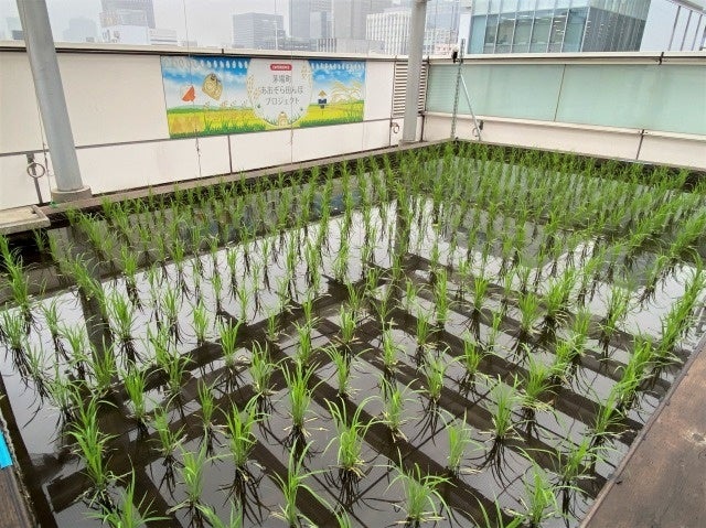 6月　順調に成長