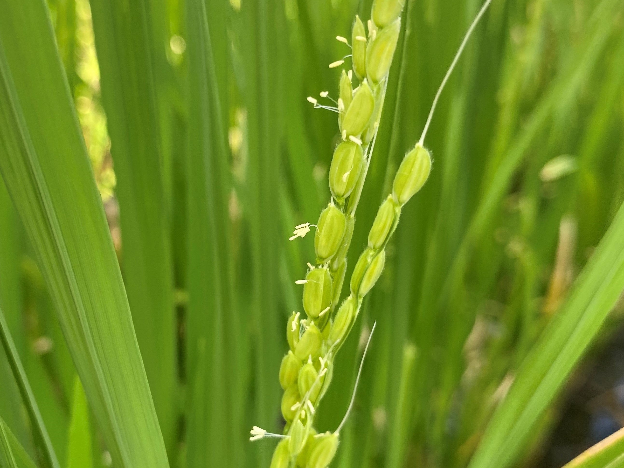 8月　美しい白い花が開花