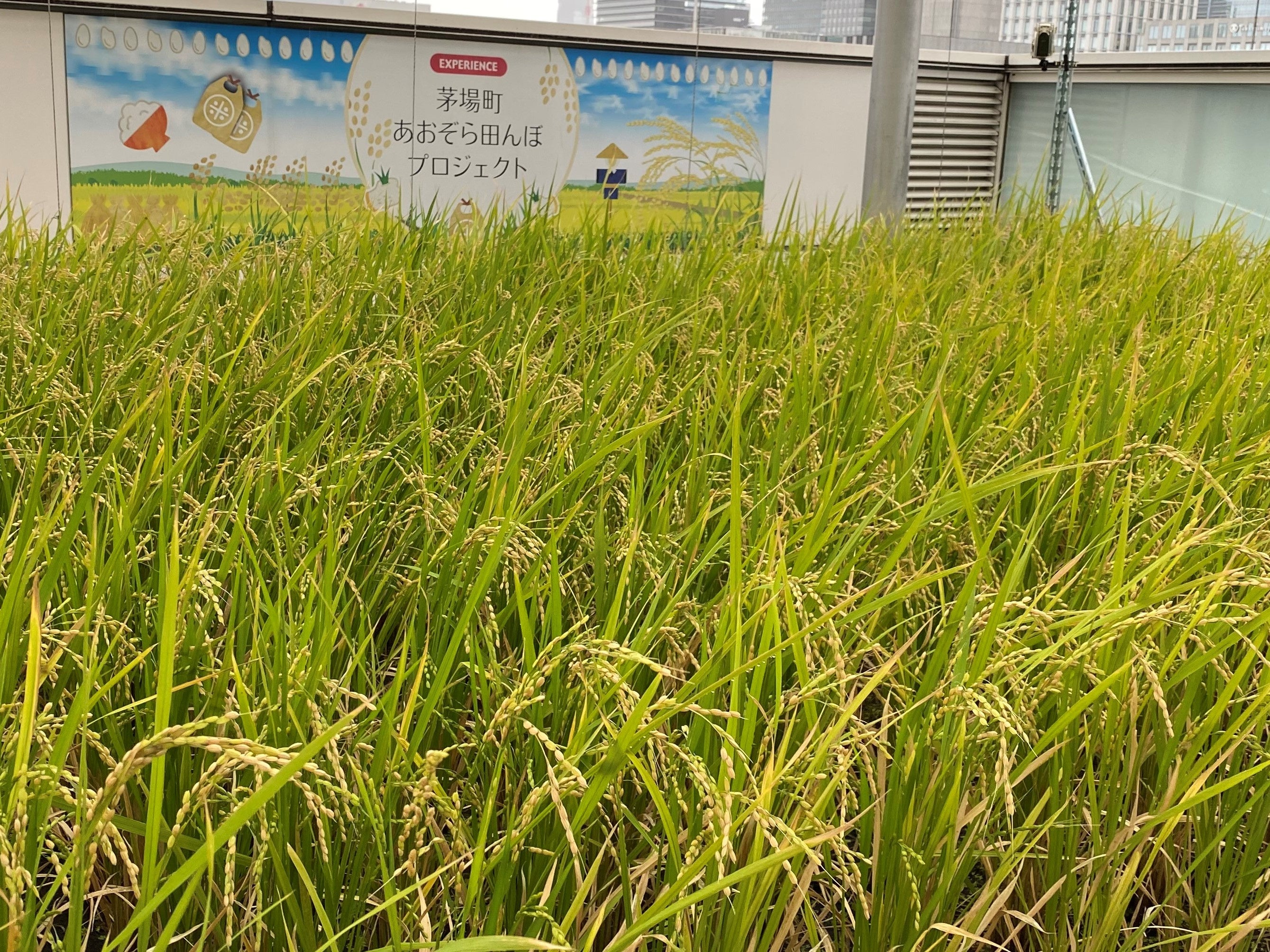 9月　収穫前の稲穂