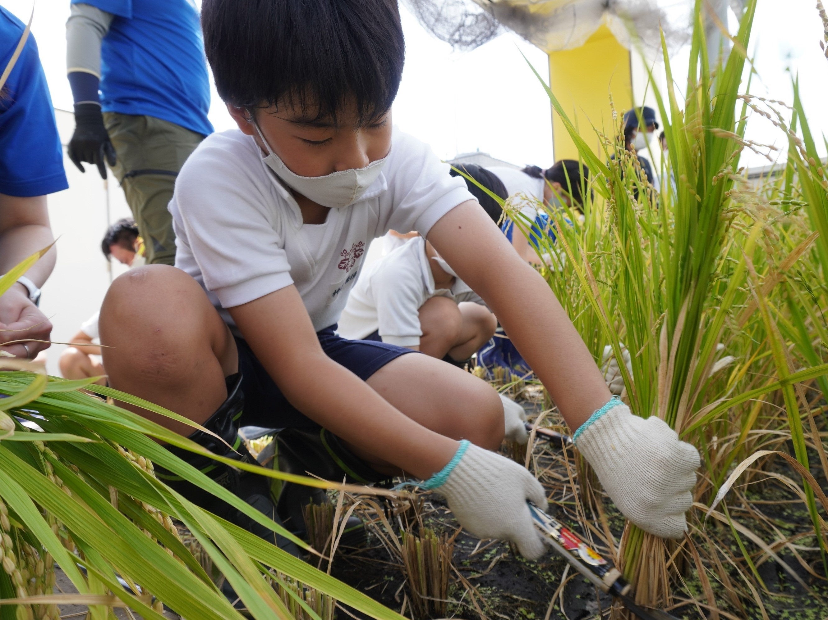 9月13日　稲刈り