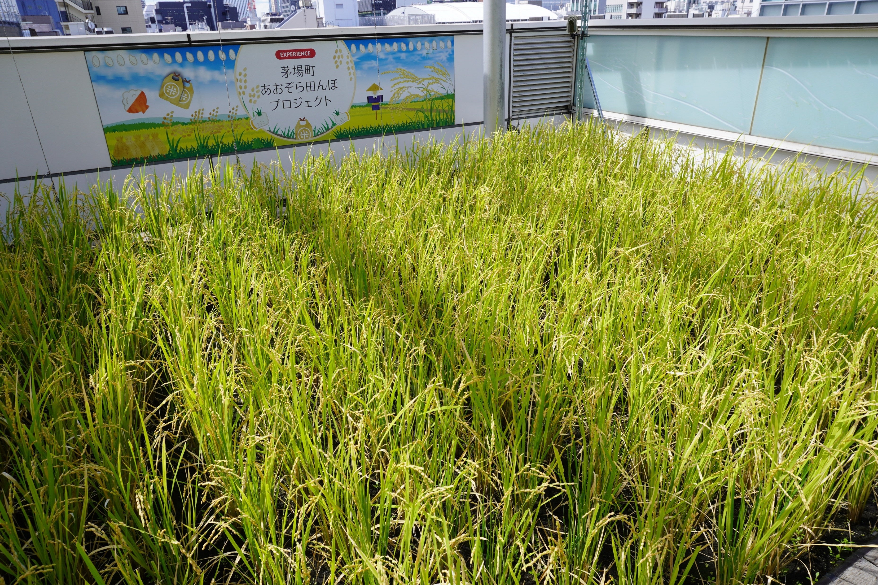 9月　収穫前の稲穂