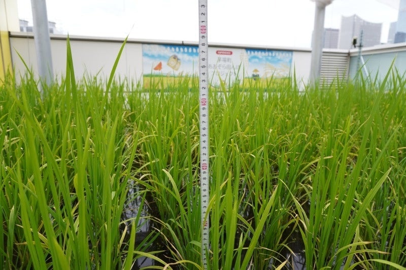 7月　気温も上昇し急成長