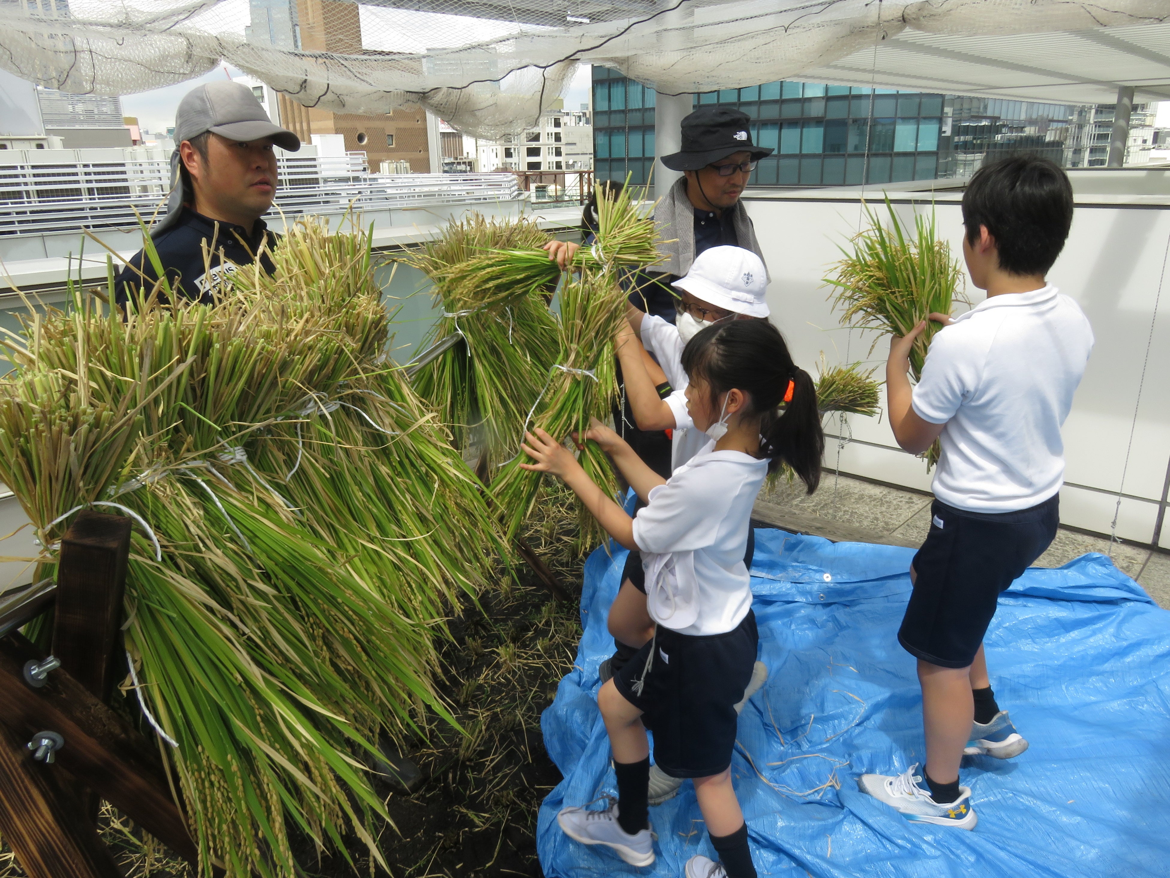 9月　稲刈り後「はざかけ」