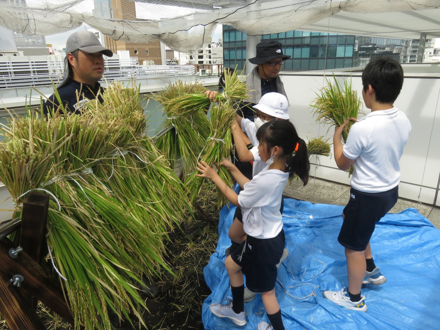9月 稲刈り後「はざかけ」