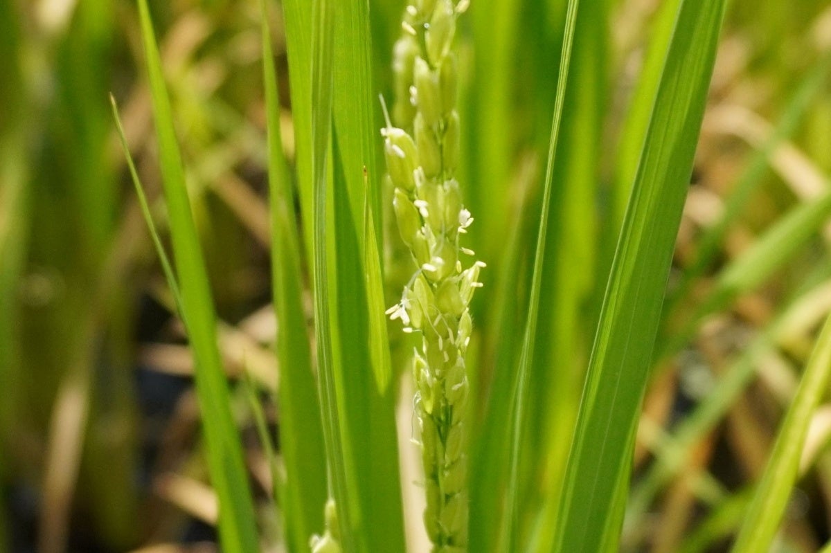 8月　美しい白い花が開花