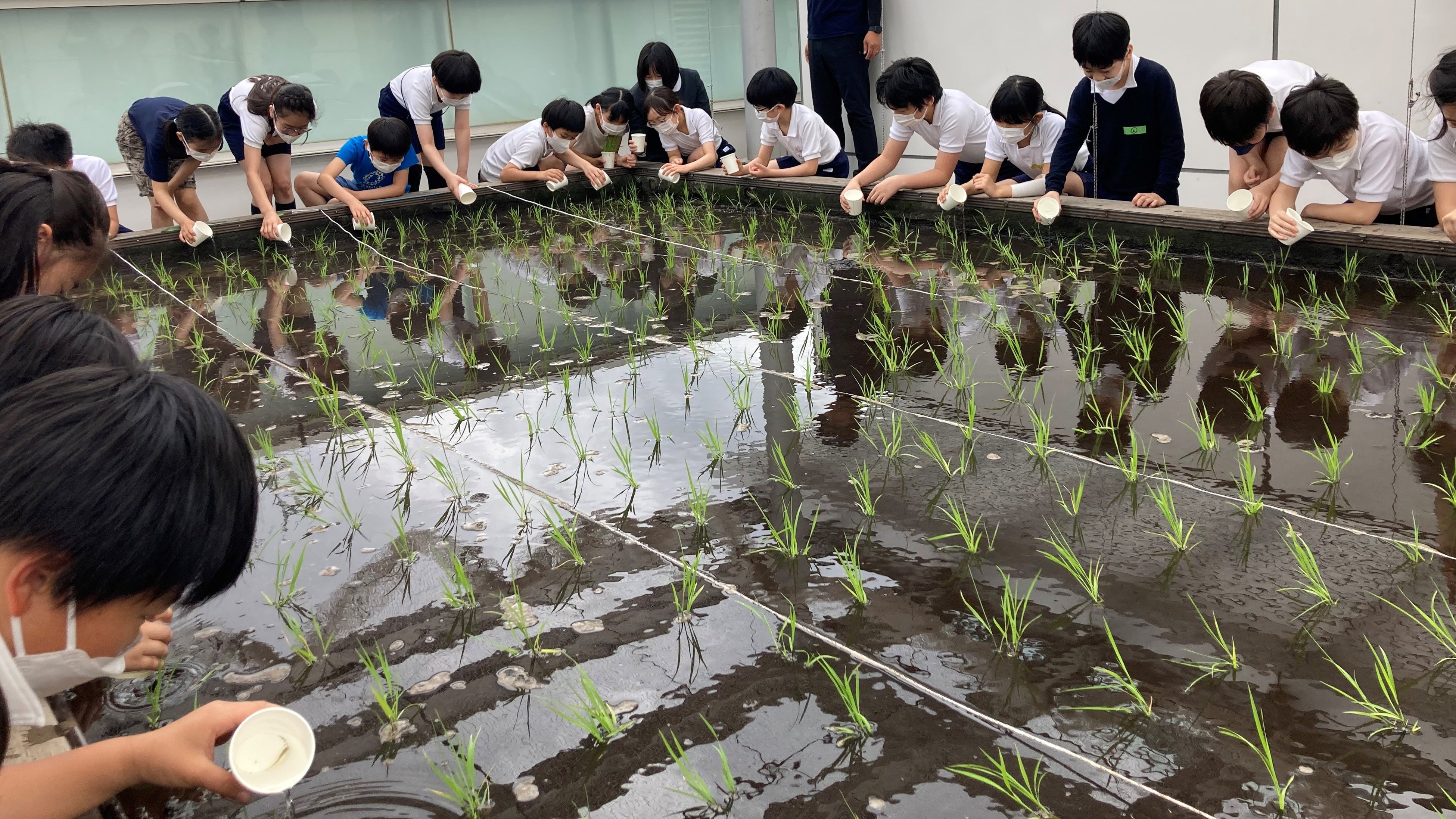 5月　メダカの放流