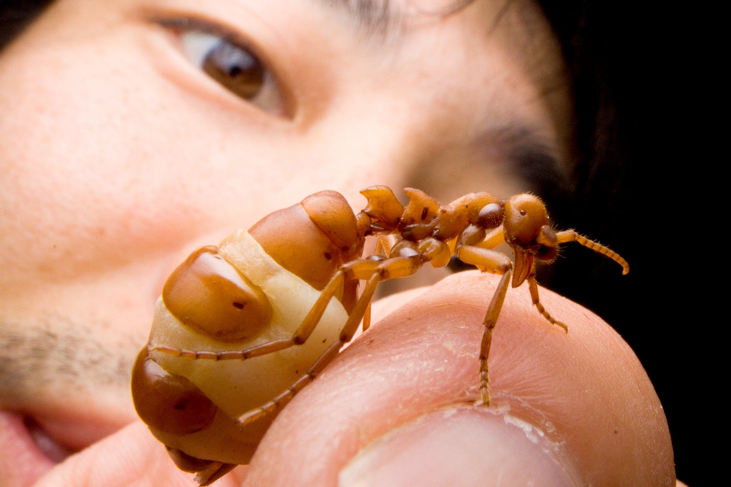 アリ研究家　島田拓さん
