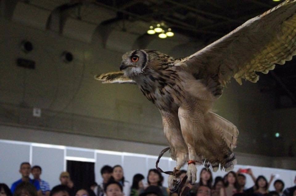 猛禽フライトショー