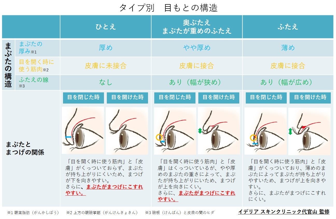 アイプチ®「タイプ別　目もとの構造」図解