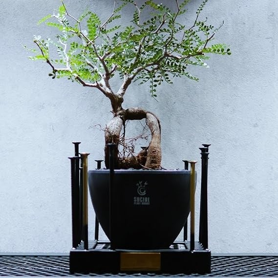 SOCIAL PLANT WORKS」ブランド本格始動。アガベ・塊根植物と調和する