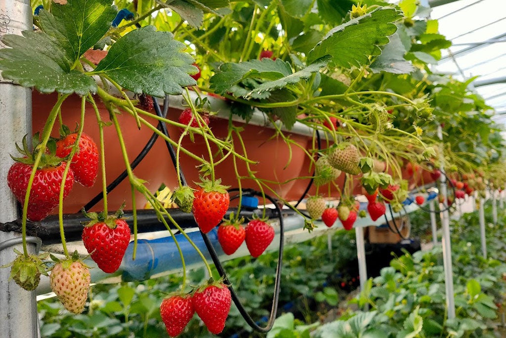 イチゴの水耕栽培（イメージ）
