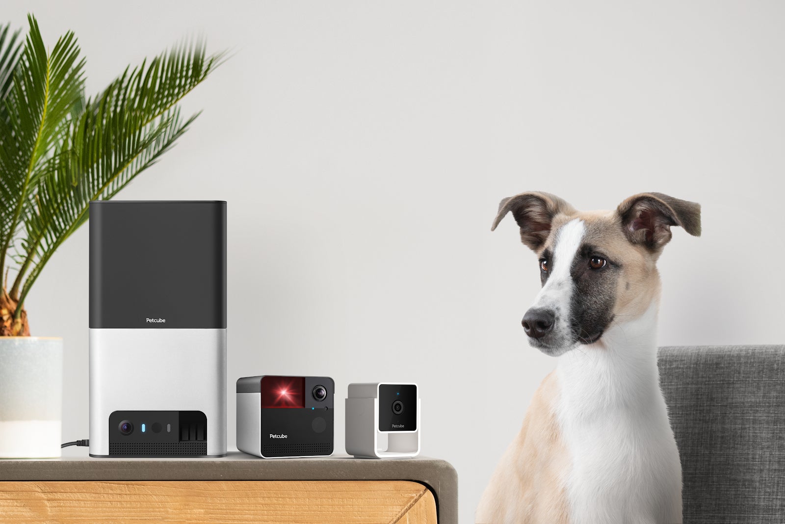 米Amazonで大人気】ペットカメラブランド「PETCUBE」が日本初上陸 米Amazonで大人気】ペットカメラブランド「PETCUBE」が日本初上陸