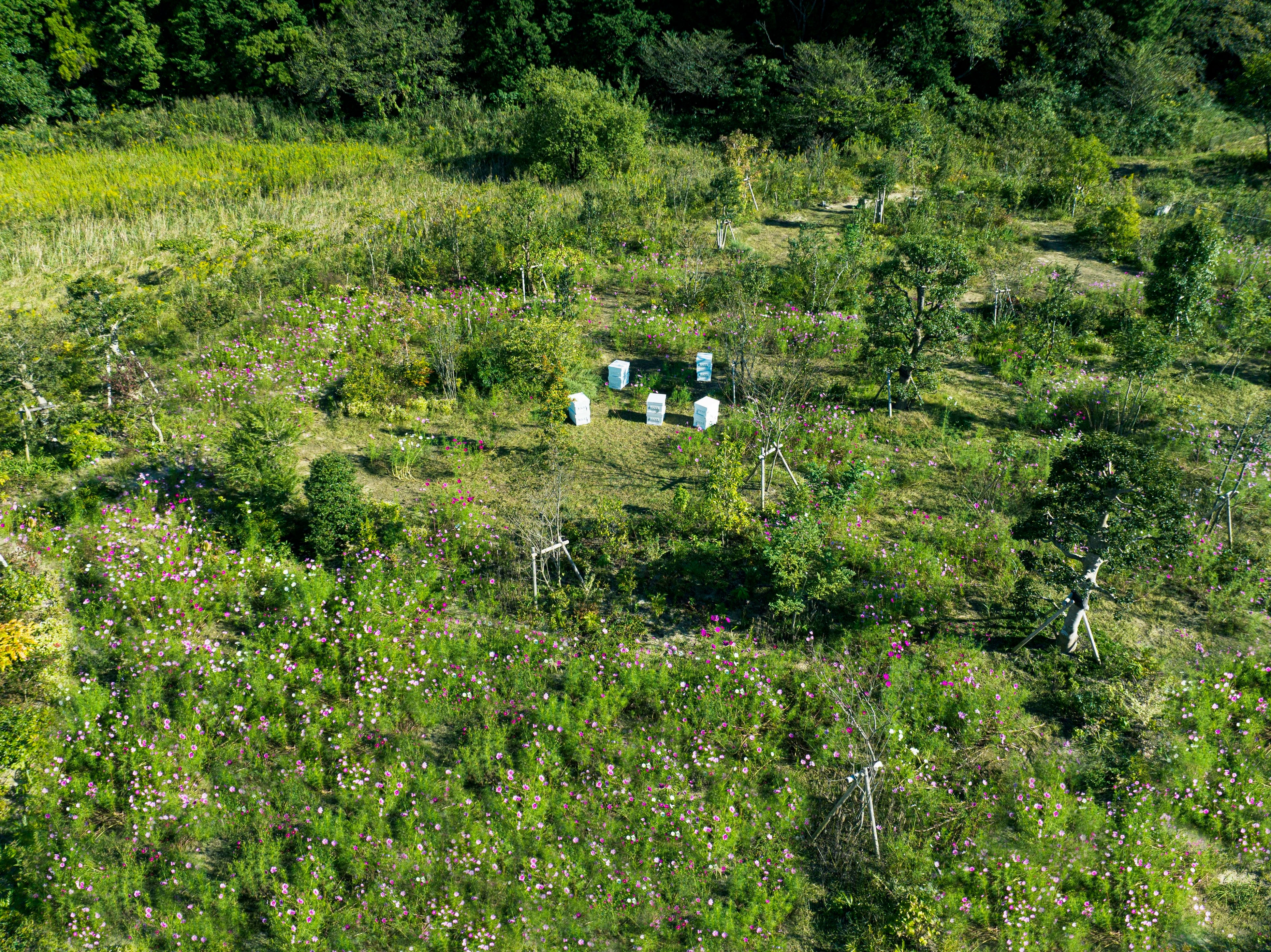 梅庵ミツバチ様 梅庵ミツバチ様 梅庵ミツバチ様 梅庵ミツバチ様 梅庵ミツバチ様