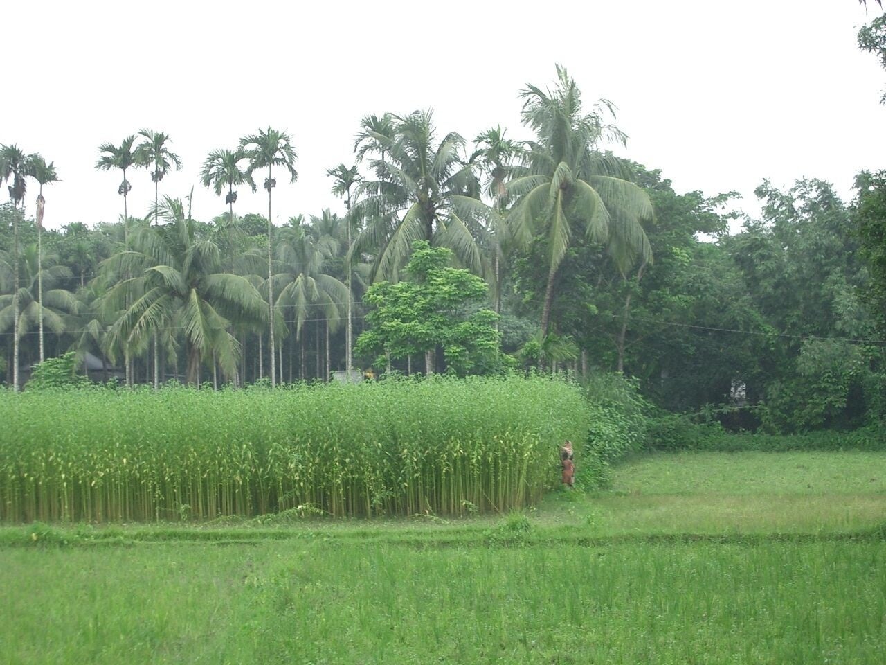 2-3m程に成長するジュート