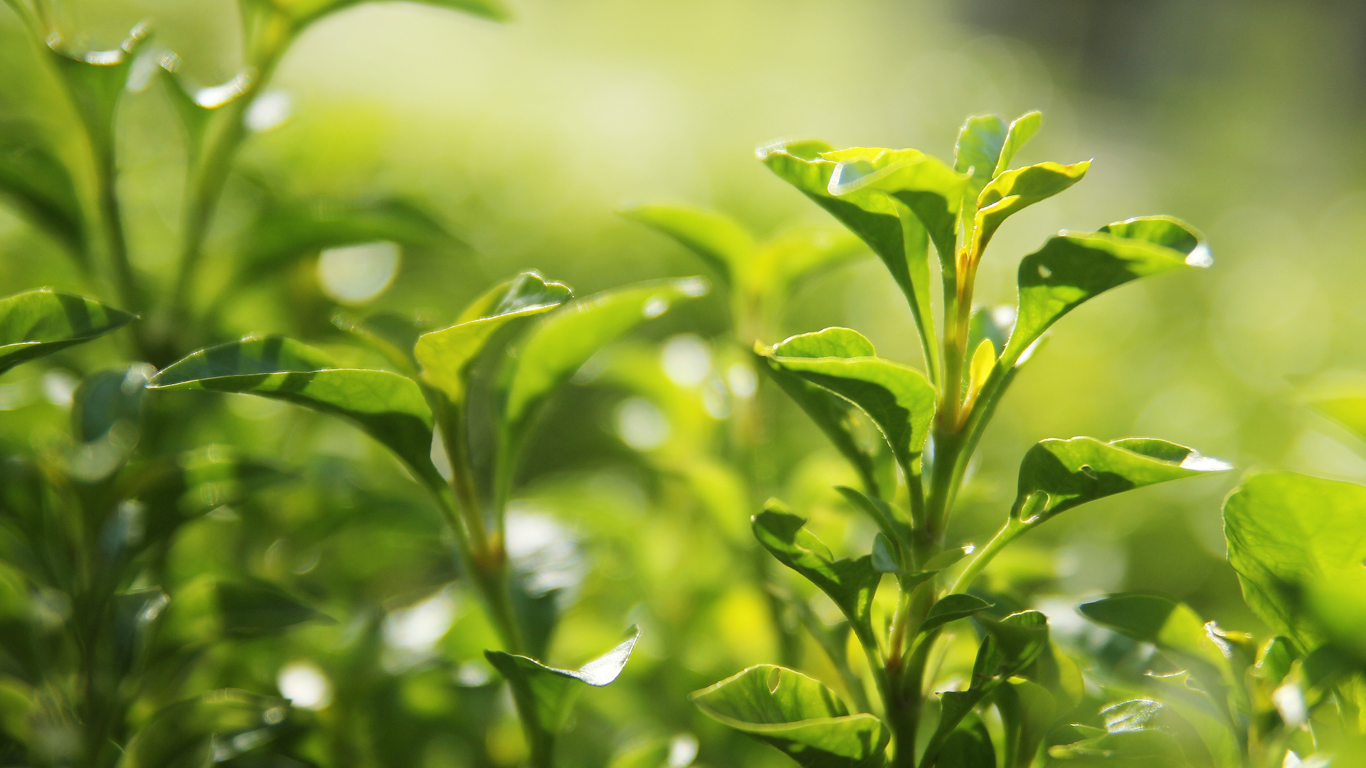 コロナ禍で廃棄危機となったビールを ジン にして救う Revive より新たに ヒューガルデン と Ipa を再生した2種が誕生 エシカル スピリッツ株式会社のプレスリリース