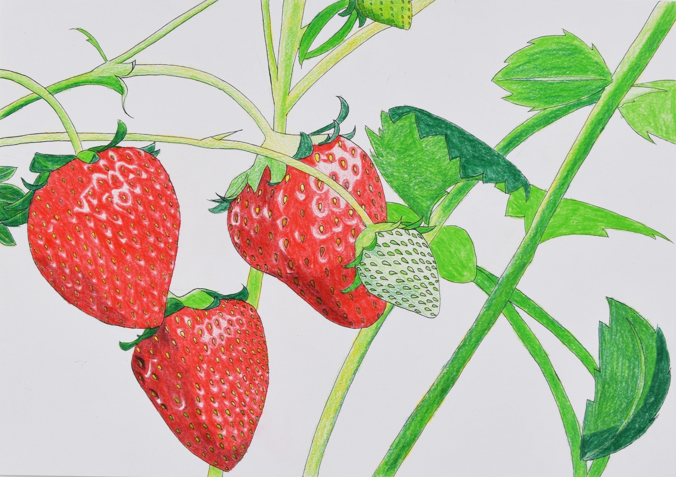 下嶋千佳《ピンクの果実》 2014年｜210×296mm｜色鉛筆、紙