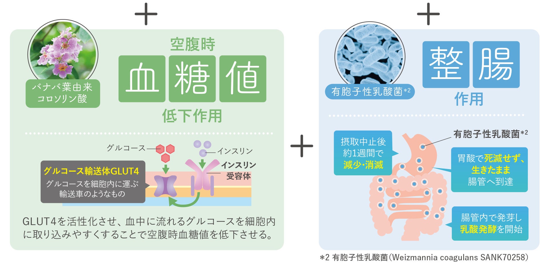 機能性食品素材便覧 特定保健用食品からサプリメント・健康食品まで 特定保健用食品 サイレントケア【イワシペプチド】: 健康