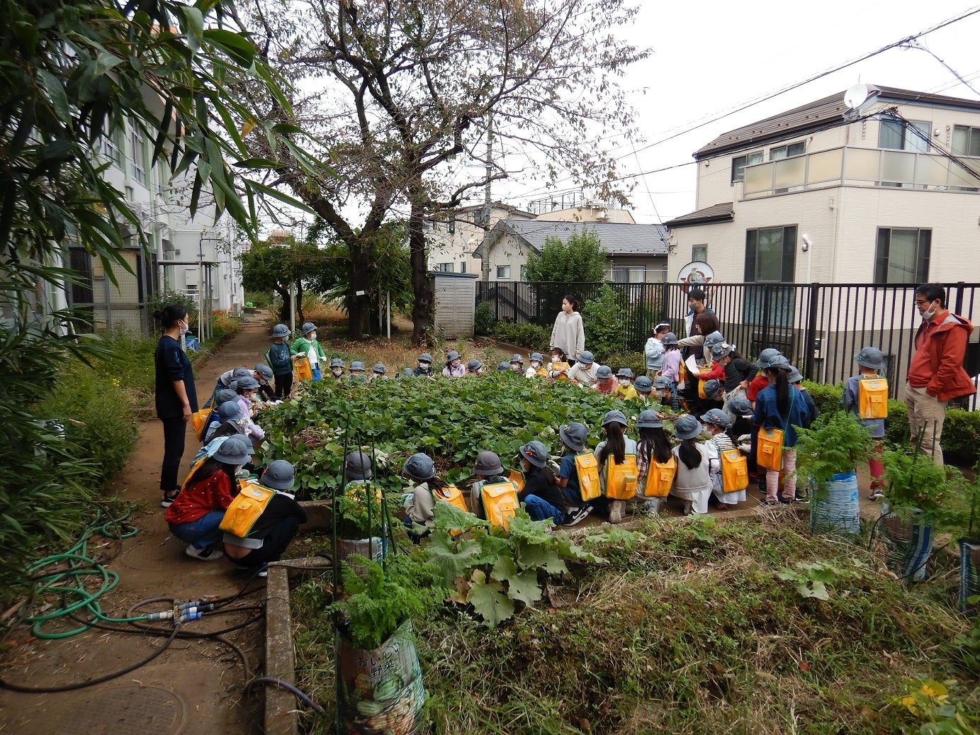 都市型農業の一環としてサツマイモを栽培。11月1日（火）収穫。