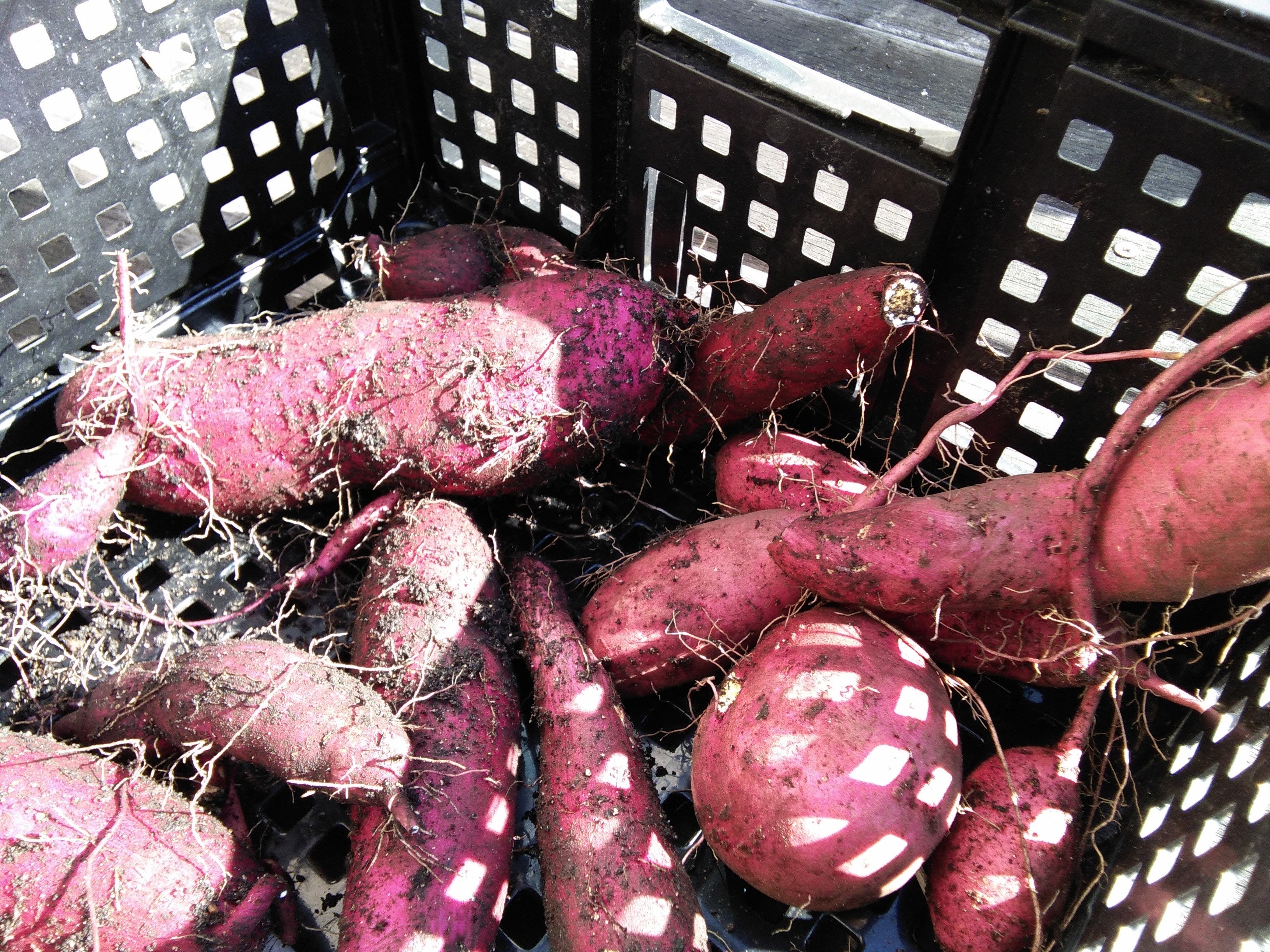 収穫したサツマイモ（一部）