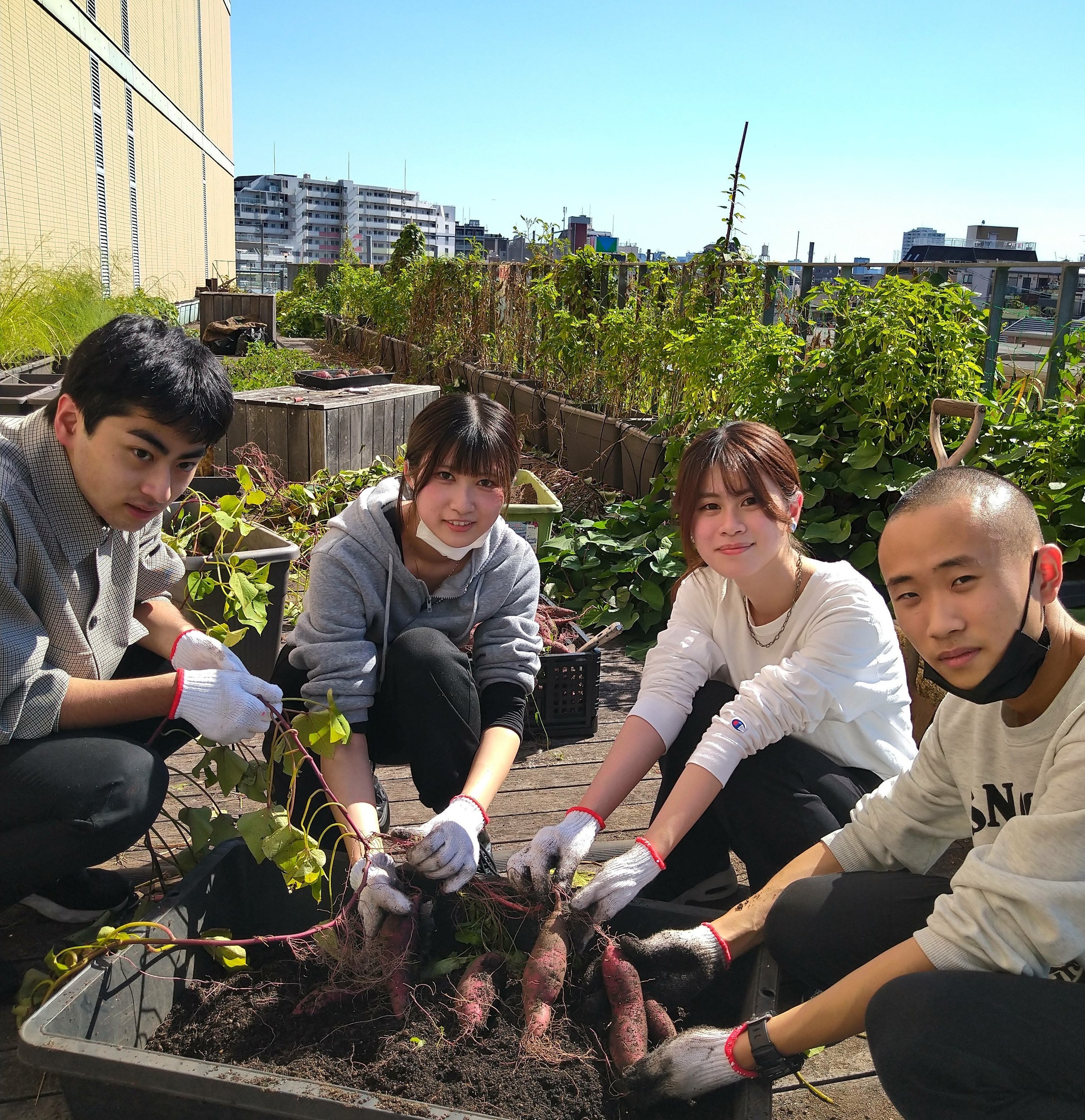 学生と教職員が協働で収穫（本学7号館3階）