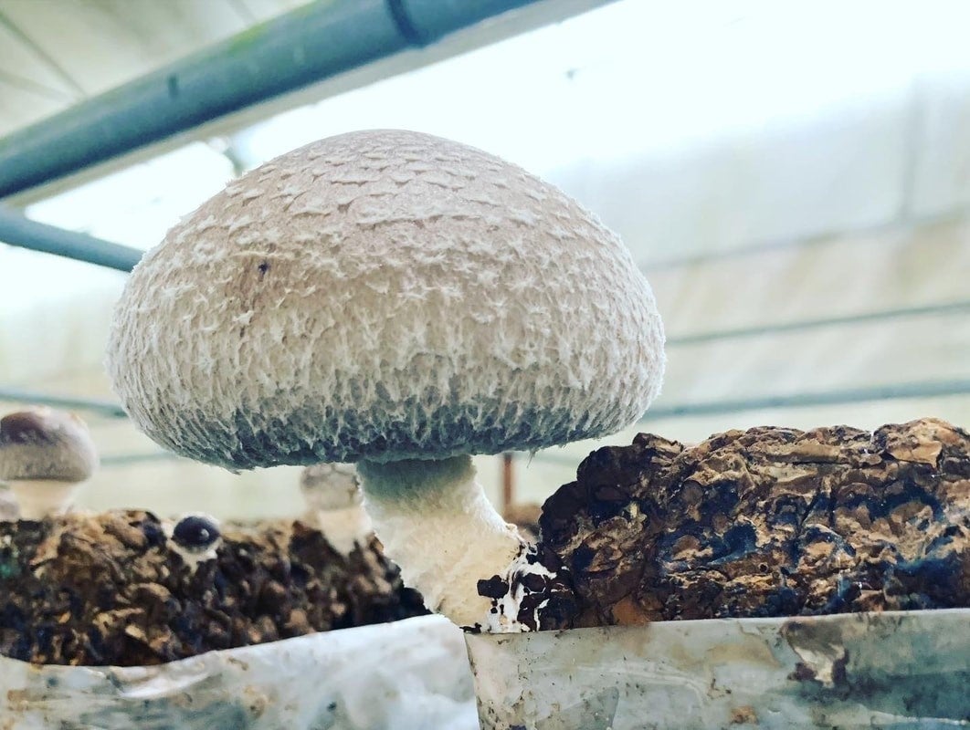 「南魚沼産八色しいたけ」