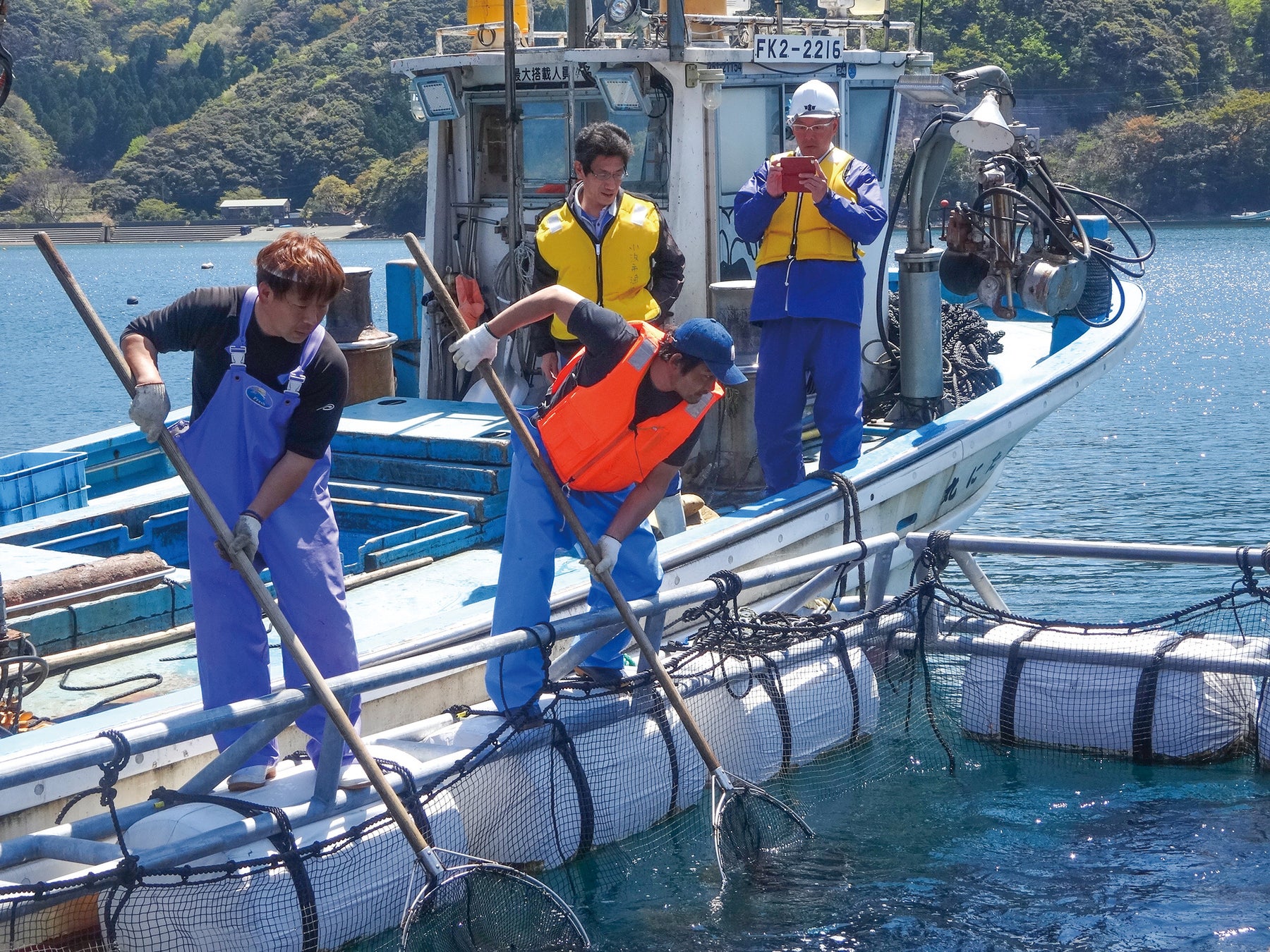 ふくいサーモン水揚作業