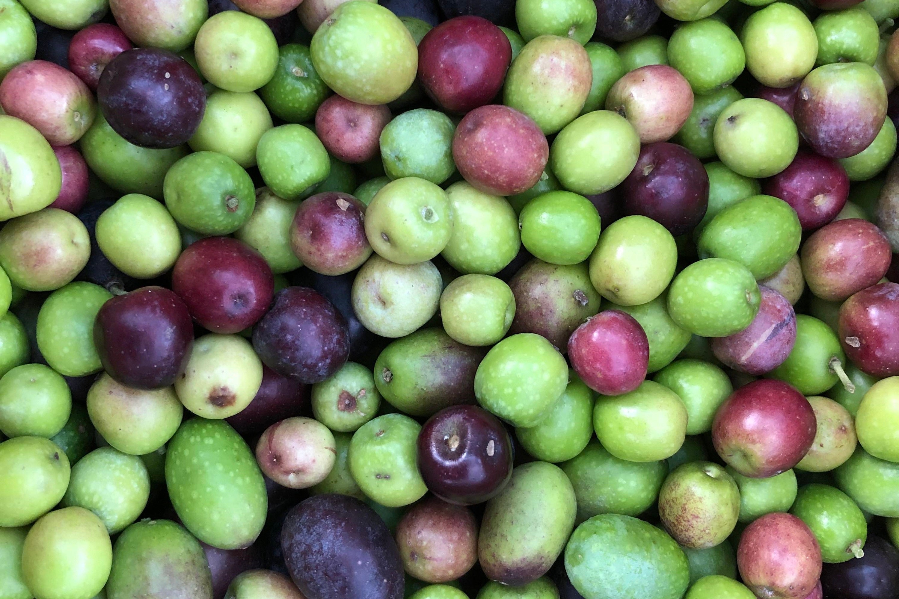 愛鷹オリーブ園 （オリーブティー・ソルト）