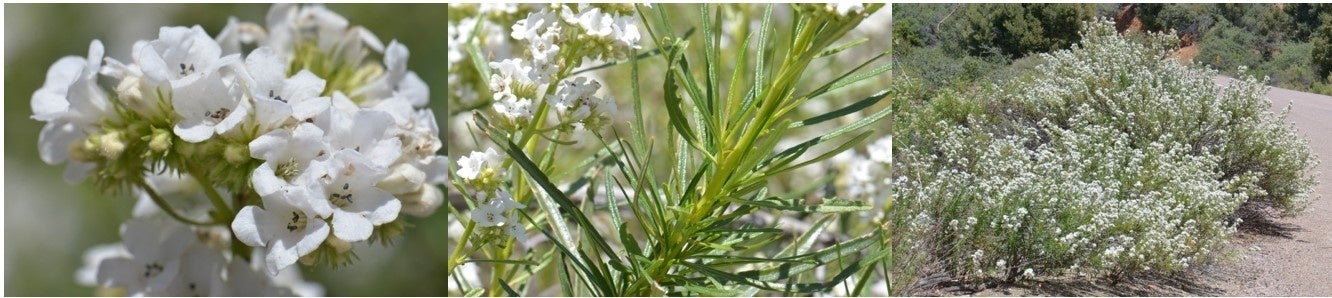 写真：ヤーバサンタ　(エリオジクチオン属）